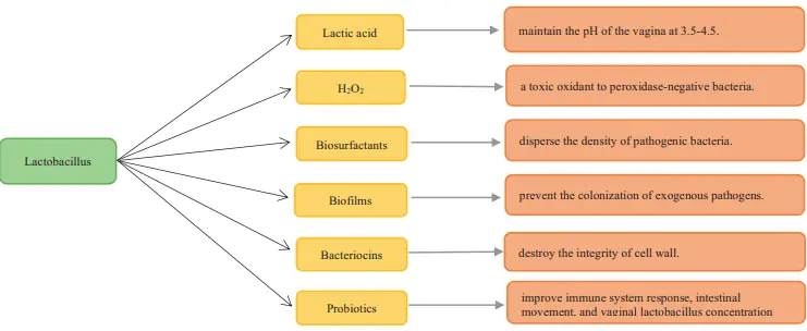 lactobacillus function